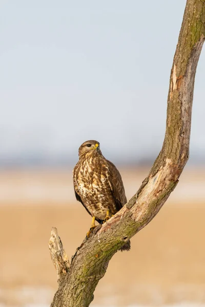 Foto Buzzard Comum Buteo Buteo Uma Árvore — Fotografia de Stock