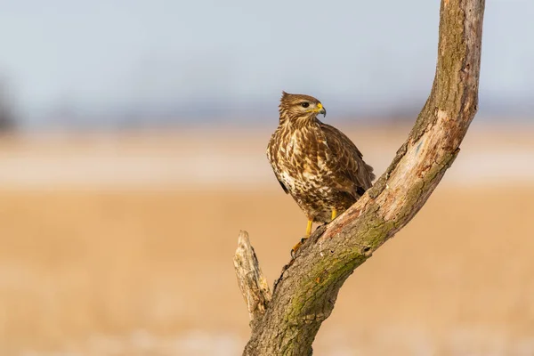 Foto Buzzard Comum Buteo Buteo Uma Árvore — Fotografia de Stock