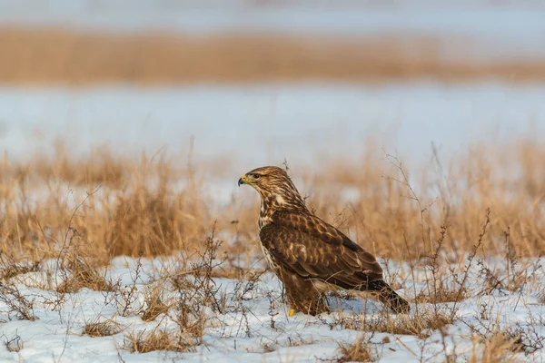 Κοινή Γερακίνα Buteo Buteo Χειμερινό Πεδίο — Φωτογραφία Αρχείου