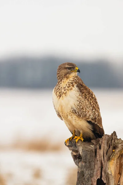 Foto Společné Káně Buteo Buteo Stromě — Stock fotografie