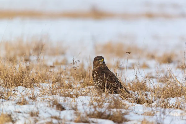 Ortak şahin buteo buteo kış sahada