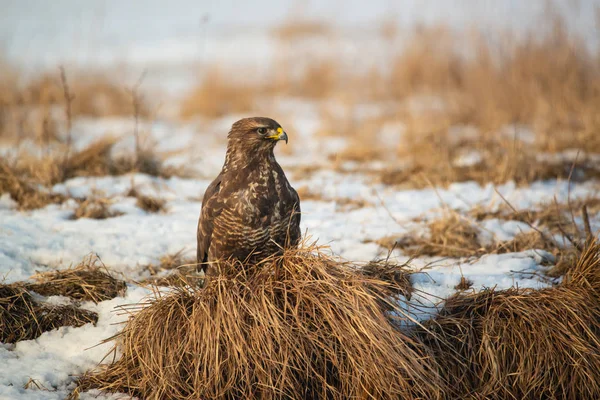 Ortak şahin buteo buteo kış sahada