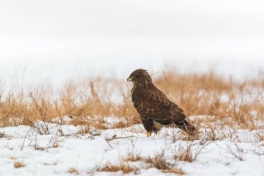 Ortak şahin buteo buteo kış sahada