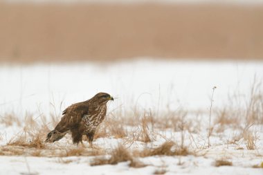 Ortak şahin buteo buteo kış sahada