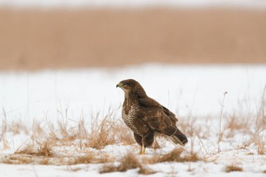 Ortak şahin buteo buteo kış sahada