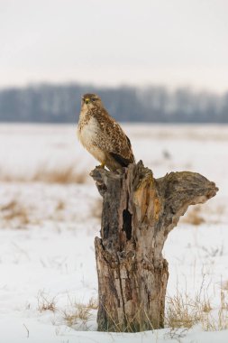 Bir ağaç üzerinde ortak şahin buteo buteo fotoğrafı