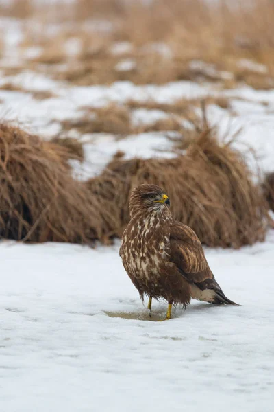 Κοινή Γερακίνα Buteo Buteo Χειμερινό Πεδίο — Φωτογραφία Αρχείου