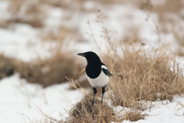 Photo Pie Oiseau Sur Neige — Photo