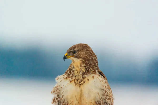 Ortak Şahin Buteo Buteo Portresi — Stok fotoğraf