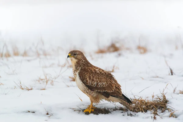 Ortak Şahin Buteo Buteo Kış Sahada — Stok fotoğraf