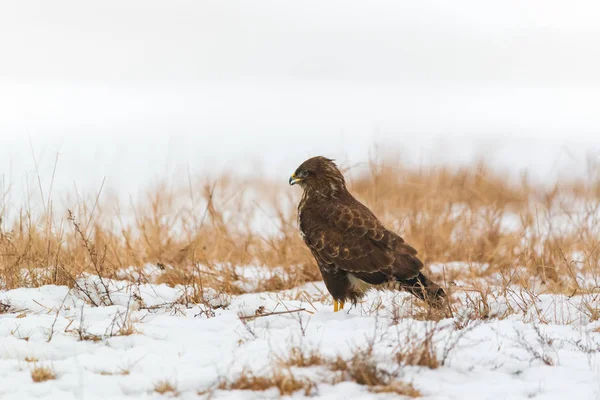 Mäusebussard Buteo Buteo Auf Dem Winterfeld — Stockfoto