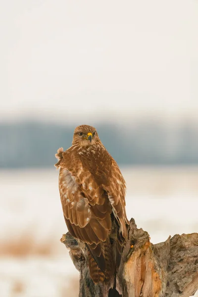 Foto Gemensamma Ormvråk Buteo Buteo Ett Träd — Stockfoto