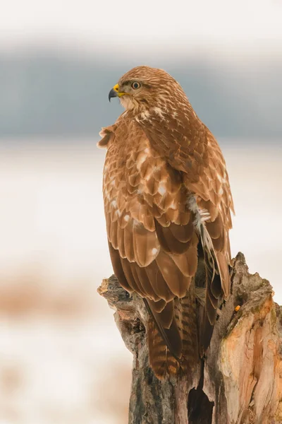 Foto Společné Káně Buteo Buteo Stromě — Stock fotografie