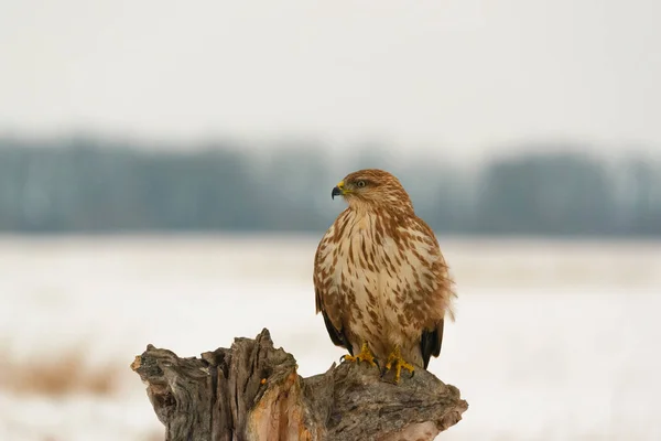 Bir Ağaç Üzerinde Ortak Şahin Buteo Buteo Fotoğrafı — Stok fotoğraf