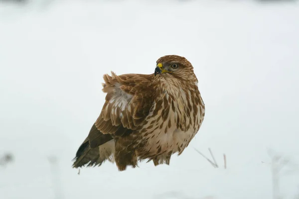 Ortak Şahin Buteo Buteo Kış Sahada — Stok fotoğraf