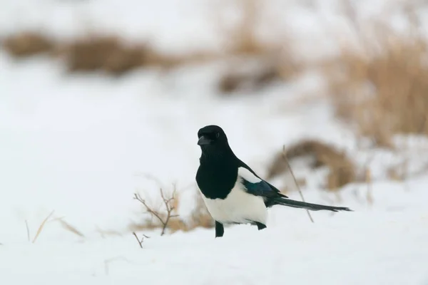 Photo Pie Oiseau Sur Neige — Photo