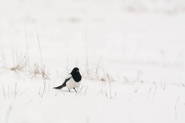 Foto Van Ekster Vogel Sneeuw — Stockfoto