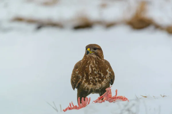 Buse Commune Mangeant Viande Sur Neige — Photo