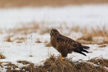 Ortak şahin buteo buteo kış sahada