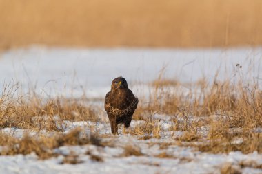 Ortak şahin buteo buteo kış sahada
