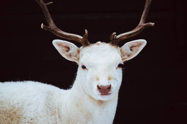 Albino alageyik Stag studio izole fotoğraf