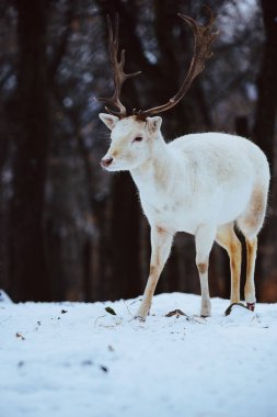 Albino beyaz alageyik Buck Dama Dama kış orman