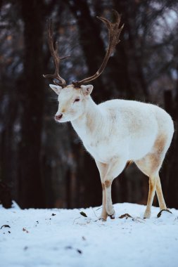 Albino beyaz alageyik Buck Dama Dama kış orman
