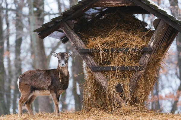 Mouflon Comiendo Del Comedero Animales Bosque Invierno — Foto de Stock