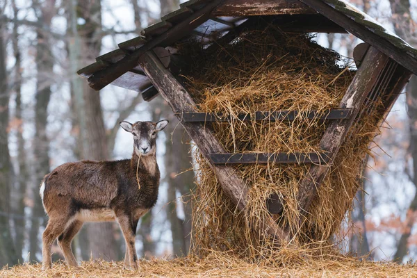 Mufflon Äta Från Animaliska Mataren Vinter Skog — Stockfoto