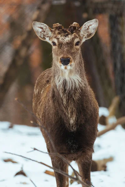 Sika Deer Winter Forest — Stock Photo, Image