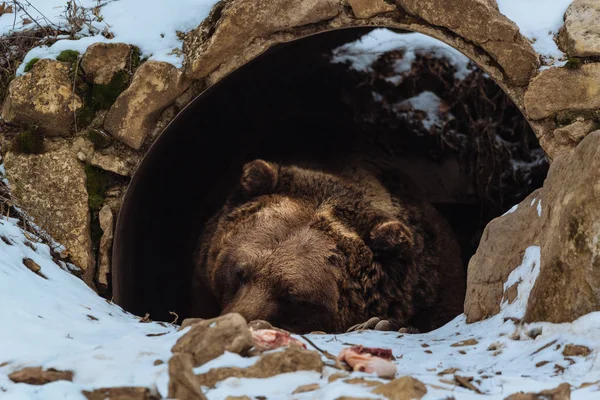 Braunbär Schläft Der Höhle — Stockfoto