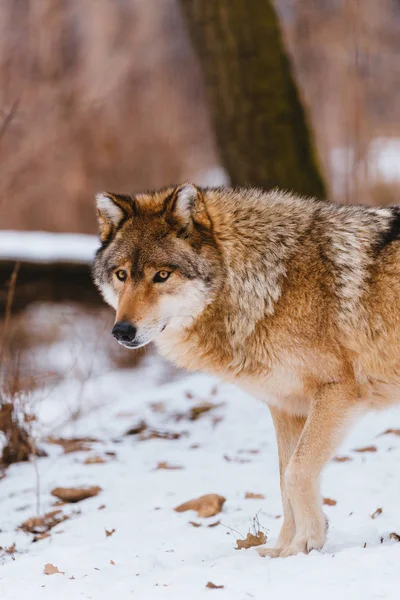 Vlk Zimním Lese — Stock fotografie