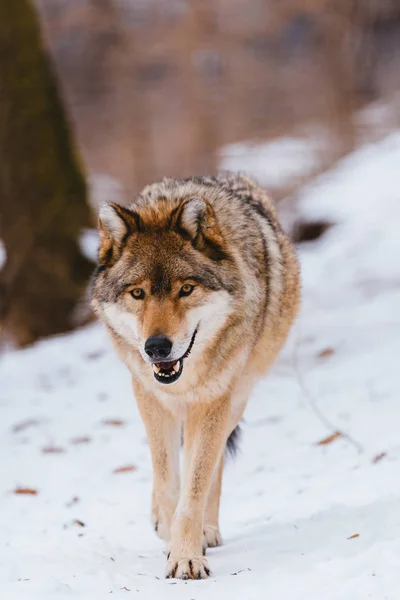 Wolf in the winter forest