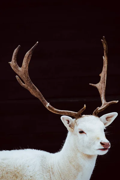 Albino Damherten Stag Studio Geïsoleerde Foto — Stockfoto