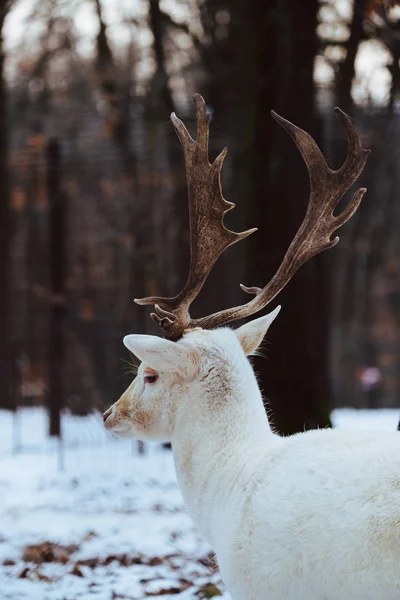Albino Witte Damherten Buck Dama Dama Het Winter Forest — Stockfoto