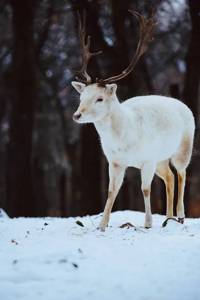 Albino White Fallow Deer Buck Dama Dama Зимнем Лесу — стоковое фото