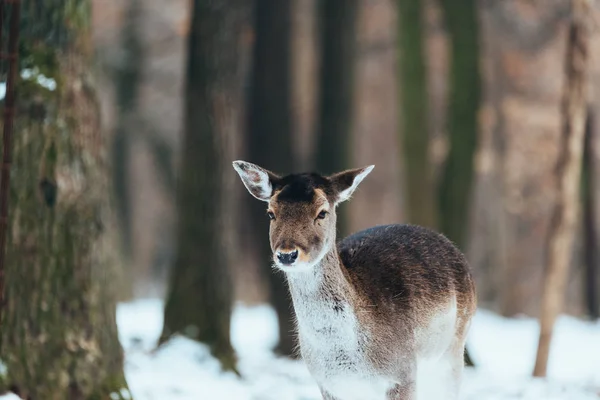 Female fallow deer in winter forest