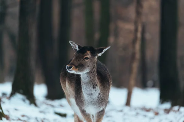 Samice Jelena Zimě Lese — Stock fotografie