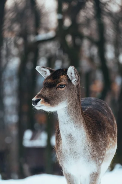 Veado Fêmea Pousio Floresta Inverno — Fotografia de Stock