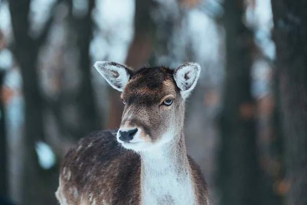 Vrouwelijke Damherten Winter Forest — Stockfoto