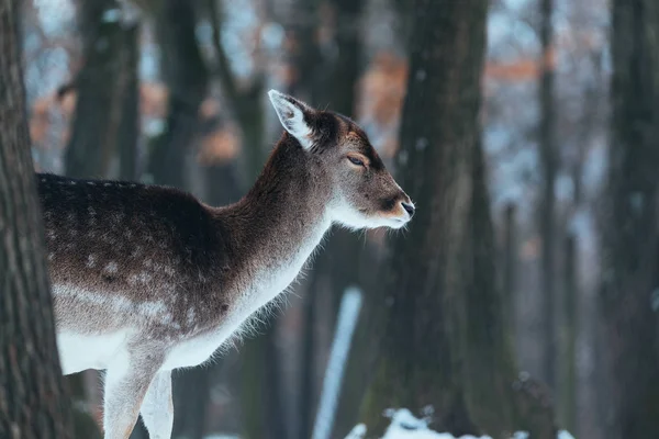 冬の森の女性ダマジカ — ストック写真