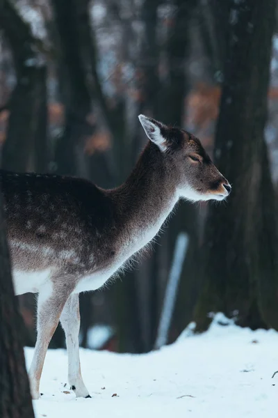 Damwild Weibchen Winterwald — Stockfoto