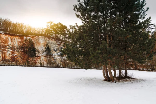 Pinheiro Prado Inverno Fundo Parede Rocha — Fotografia de Stock