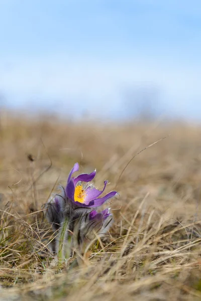 Pasque Flower Purple Spring Wildflower — Stock Photo, Image