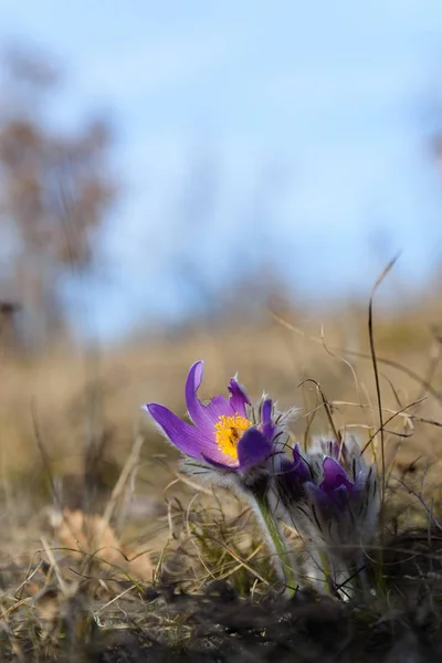 Pasque Flower Purple Spring Wildflower — Stock Photo, Image