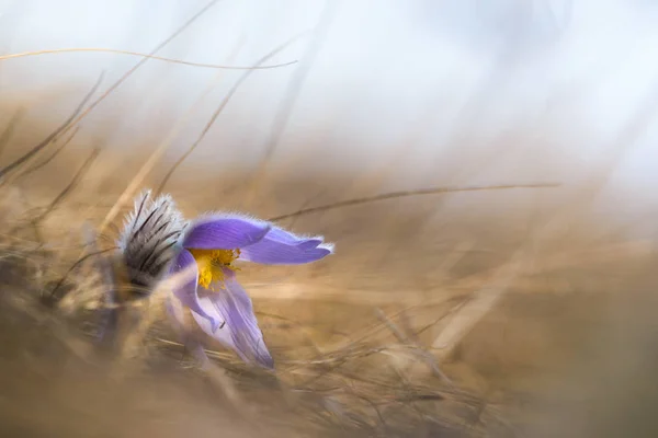 Pasque Flower Purple Spring Wildflower — Stock Photo, Image