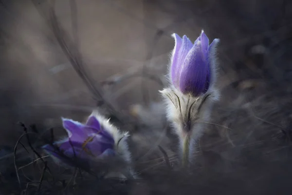 Pasque Flor Roxo Primavera Wildflower — Fotografia de Stock