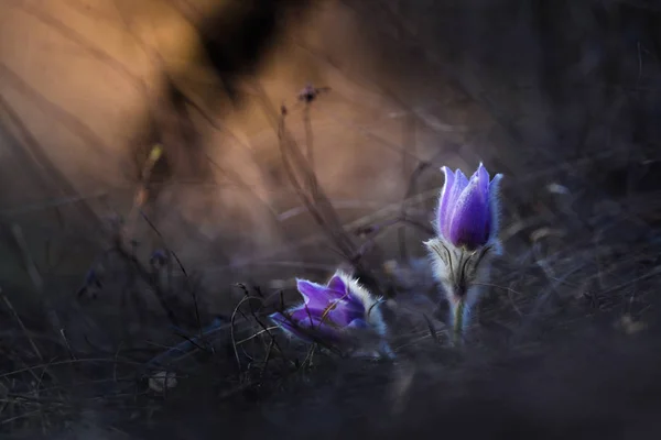 パスクの花 紫の春のワイルドフラワー — ストック写真