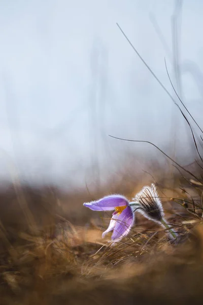 Fleur Pasque Pourpre Printemps Fleur Sauvage — Photo