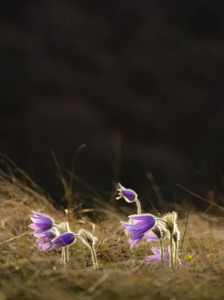 Pasque Flor Roxo Primavera Wildflower — Fotografia de Stock